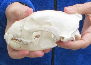 6 inch Alaskan Wolverine Skull