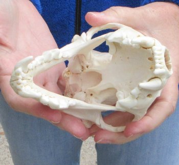 6 inch Alaskan Wolverine Skull