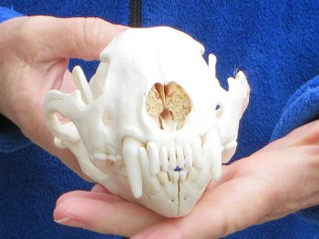 6-1/4 inch Alaskan Wolverine Skull