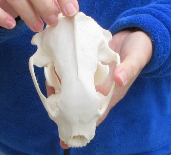 6-1/4 inch Alaskan Wolverine Skull