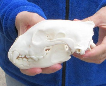 6-1/4 inch Alaskan Wolverine Skull