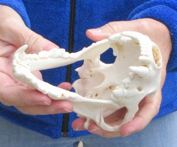 6-1/4 inch Alaskan Wolverine Skull