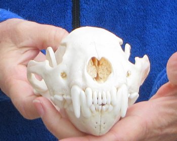 6 inch Alaskan Wolverine Skull