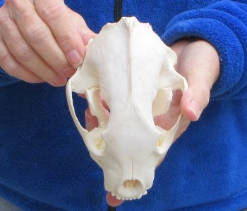 6 inch Alaskan Wolverine Skull