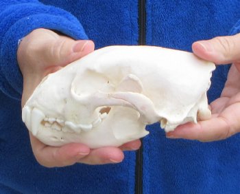 6 inch Alaskan Wolverine Skull