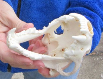 6 inch Alaskan Wolverine Skull
