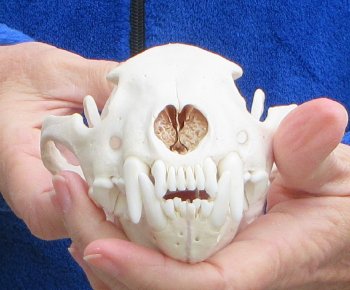 6-1/4 inch Alaskan Wolverine Skull