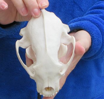 6-1/4 inch Alaskan Wolverine Skull