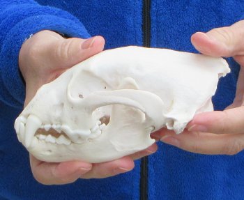 6-1/4 inch Alaskan Wolverine Skull