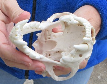 6-1/4 inch Alaskan Wolverine Skull