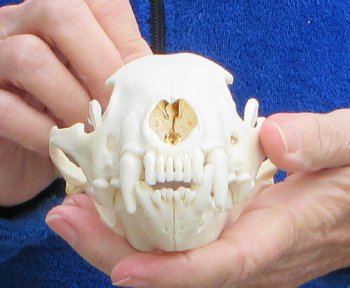 5-3/4 inch Alaskan Wolverine Skull