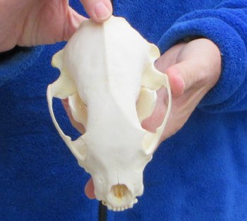 5-3/4 inch Alaskan Wolverine Skull
