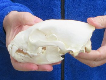5-3/4 inch Alaskan Wolverine Skull