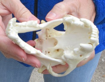 5-3/4 inch Alaskan Wolverine Skull