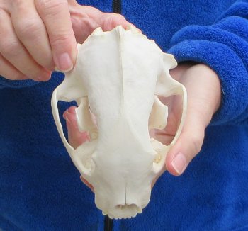 6 inch Alaskan Wolverine Skull