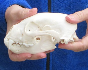 6 inch Alaskan Wolverine Skull