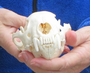 5-1/2 inch Alaskan Wolverine Skull