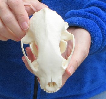 5-1/2 inch Alaskan Wolverine Skull