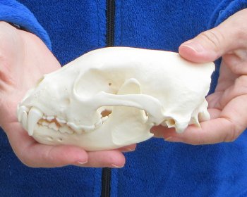 5-1/2 inch Alaskan Wolverine Skull