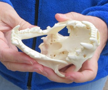 5-1/2 inch Alaskan Wolverine Skull