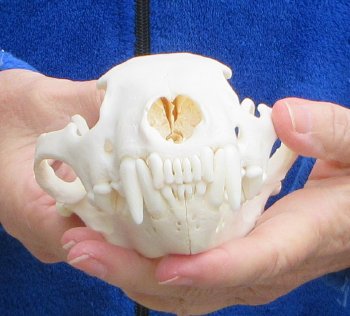 6-1/4 inch Alaskan Wolverine Skull