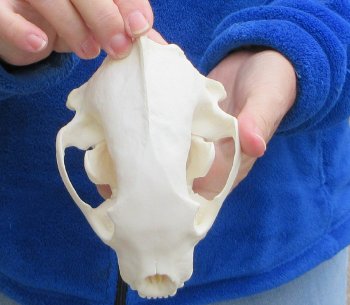 6-1/4 inch Alaskan Wolverine Skull