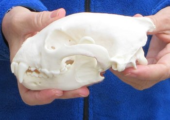 6-1/4 inch Alaskan Wolverine Skull