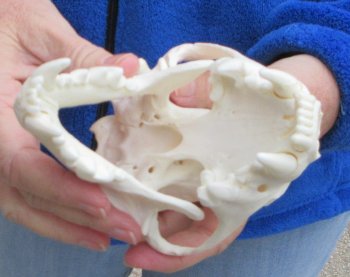 6-1/4 inch Alaskan Wolverine Skull