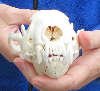 6-1/4 inch Alaskan Wolverine Skull