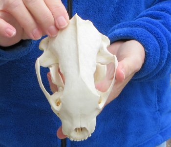 6-1/4 inch Alaskan Wolverine Skull