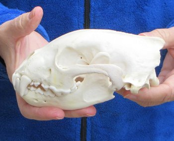 6-1/4 inch Alaskan Wolverine Skull
