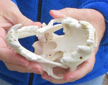 6-1/4 inch Alaskan Wolverine Skull