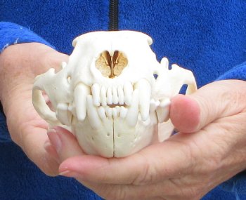 6-1/4 inch Alaskan Wolverine Skull