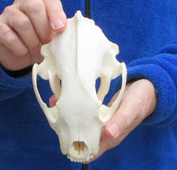 6-1/4 inch Alaskan Wolverine Skull