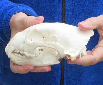 6-1/4 inch Alaskan Wolverine Skull