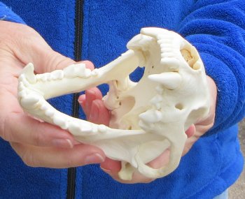 6-1/4 inch Alaskan Wolverine Skull