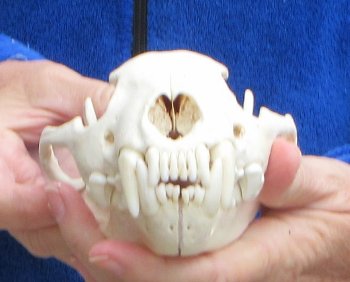 6-1/4 inch Alaskan Wolverine Skull