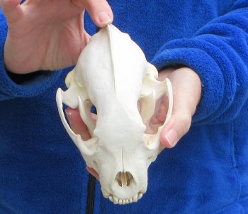 6-1/4 inch Alaskan Wolverine Skull