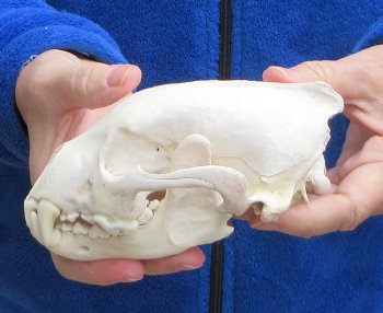 6-1/4 inch Alaskan Wolverine Skull