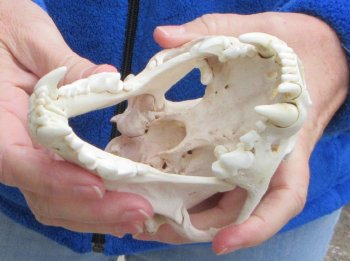 6-1/4 inch Alaskan Wolverine Skull