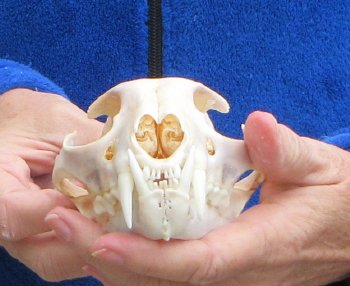Lynx Cat skull 5-1/4 inch