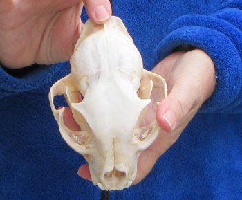 Lynx Cat skull 5-1/4 inch