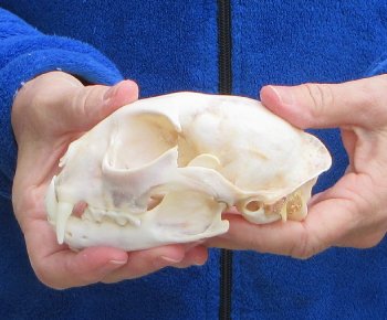 Lynx Cat skull 5-1/4 inch