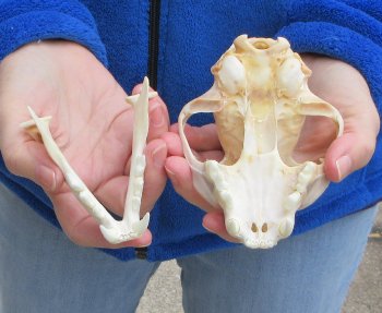 Lynx Cat skull 5-1/4 inch