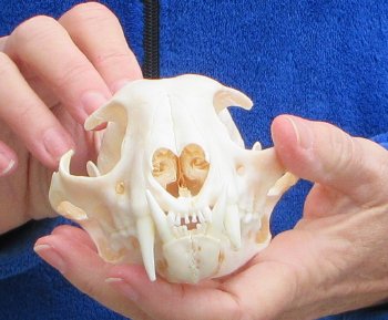 Lynx Cat skull 5-1/2 inch