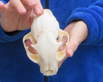 Lynx Cat skull 5-1/2 inch
