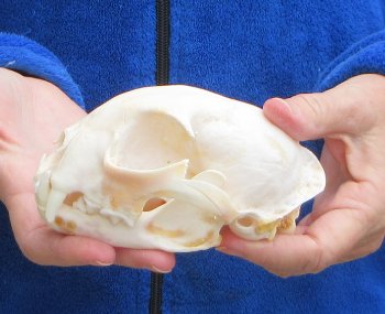 Lynx Cat skull 5-1/2 inch