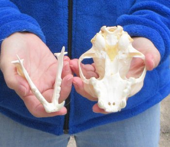 Lynx Cat skull 5-1/2 inch