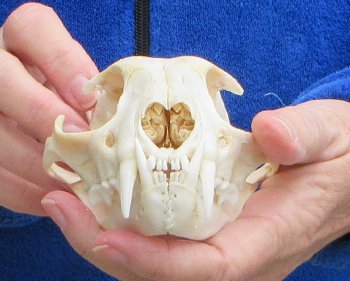 Lynx Cat skull 5 inch