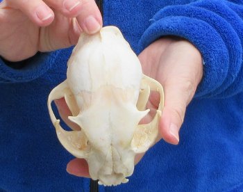 Lynx Cat skull 5 inch